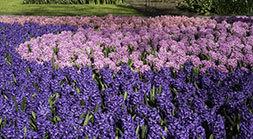 Blue and Pink Hyacinths